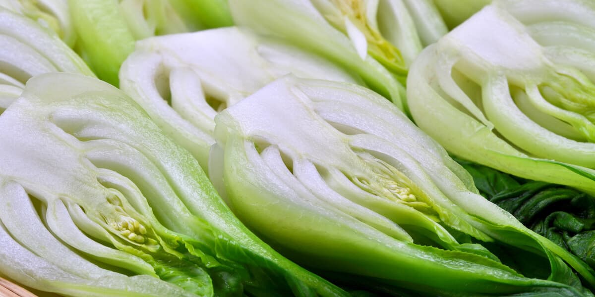 Close up of bok choy