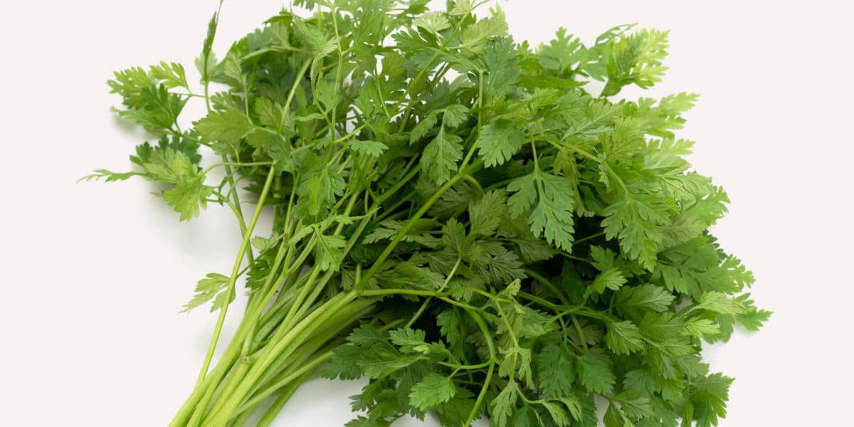 Chervil