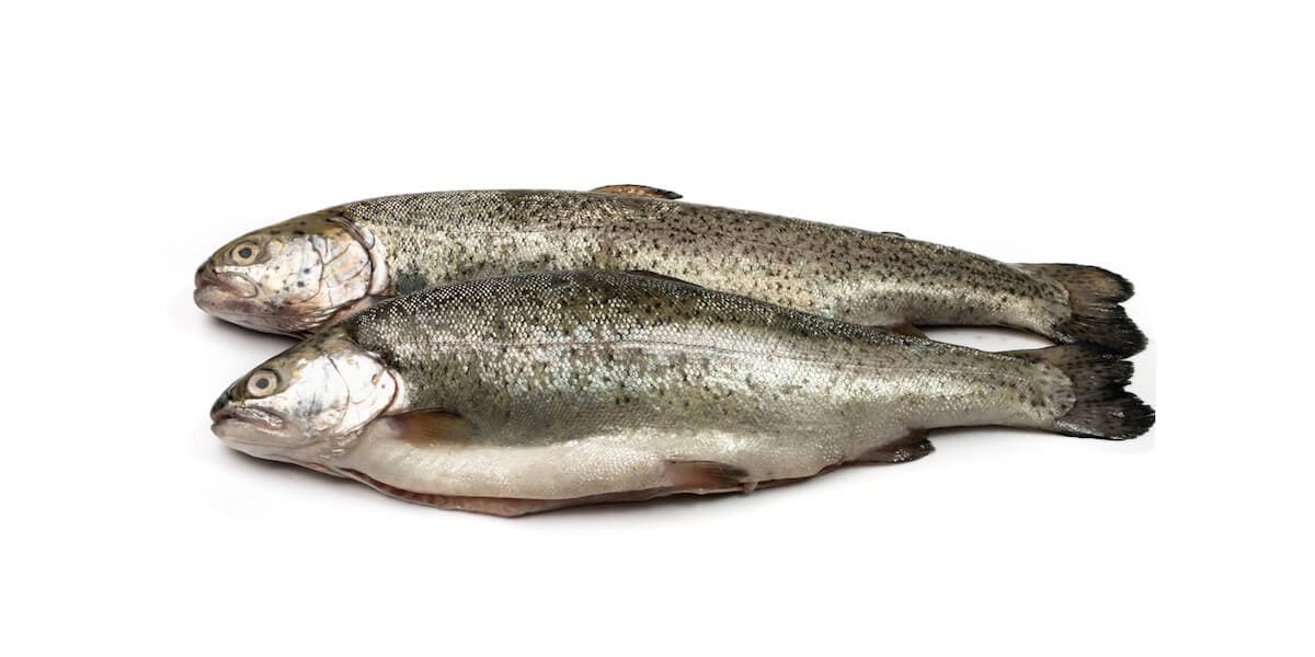 Raw Trout