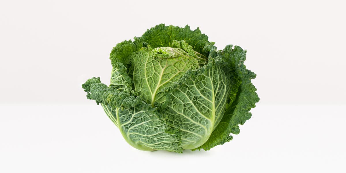 Savoy cabbage