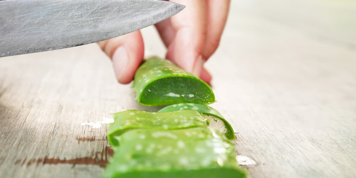 aloe-vera-1