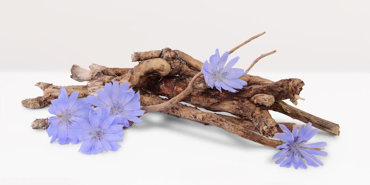 Chicory